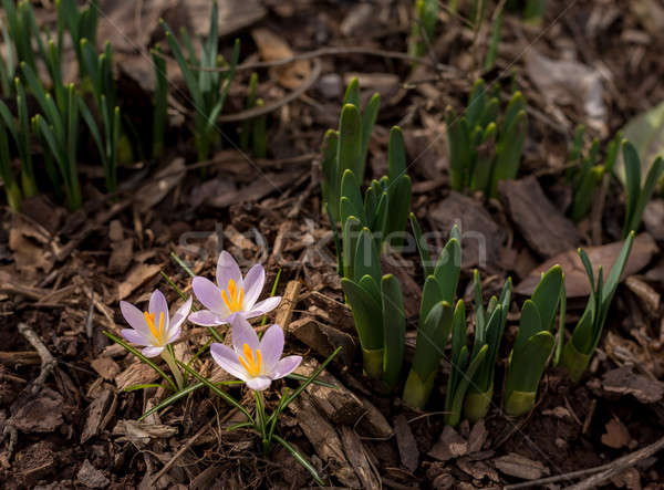 Crocus blossoms in dirt and mulch of garden Stock photo © backyardproductions