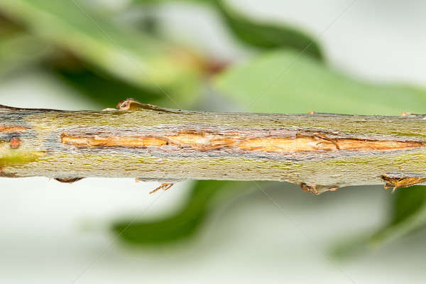 Macro image of tree damage from cicada Stock photo © backyardproductions