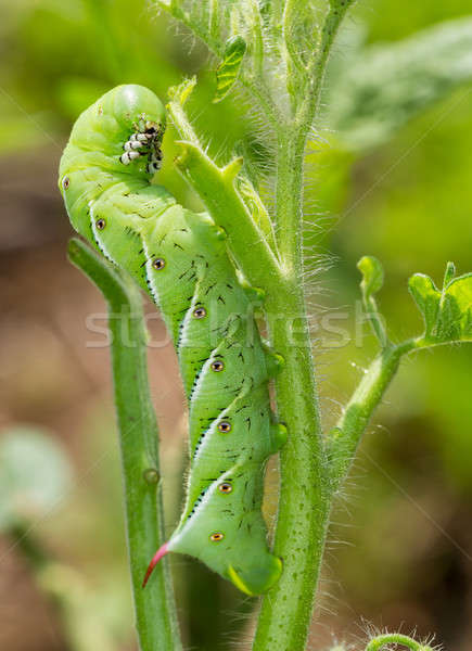 西紅柿 毛蟲 吃 植物 宏 關閉 商業照片 © backyardproductions