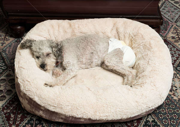 Stock photo: Old grey dog wearing a doggy diaper