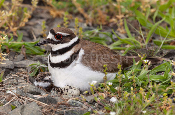 Killdeer bird sitting on nest with young Stock photo © backyardproductions