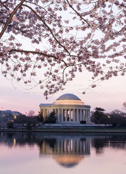 Cherry Blossom and Jefferson Memorial at sunrise Stock photo © backyardproductions