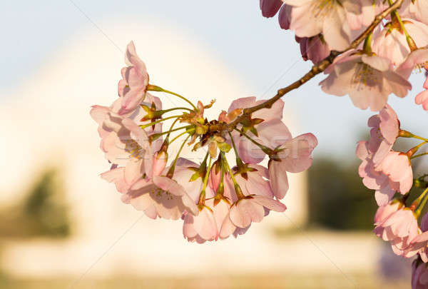 Cherry Blossom and Jefferson Memorial Stock photo © backyardproductions