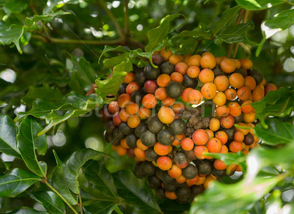 Hawaiian Kona Red coffee beans on tree growing in plantation in  Stock photo © backyardproductions