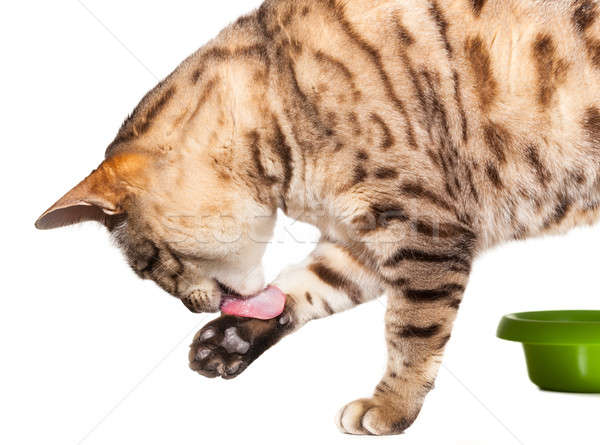 Katze paw Essen isoliert Kätzchen Stock foto © backyardproductions