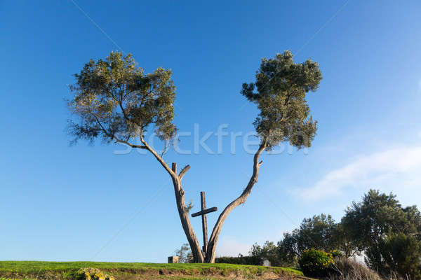 Serra Cross in Ventura California between trees Stock photo © backyardproductions