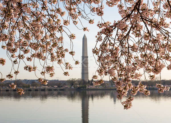 Washington Monument różowy japoński rusztowanie wieża Zdjęcia stock © backyardproductions