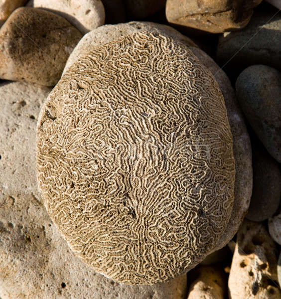 Rippled rock looking like brain Stock photo © backyardproductions