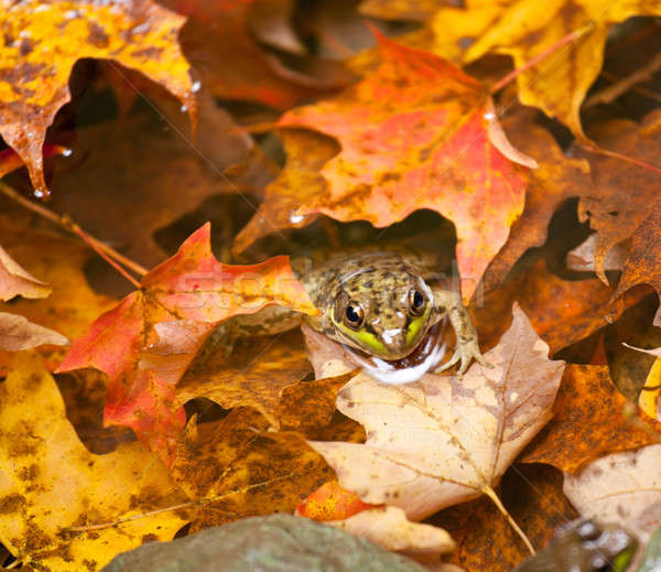 商业照片: 青蛙 ·深· 下降 ·叶·小