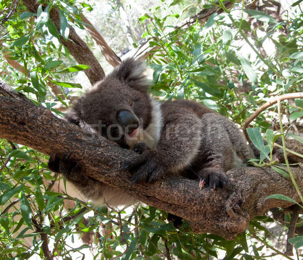 Koala ayı ağaç avustralya hayvan Stok fotoğraf © backyardproductions
