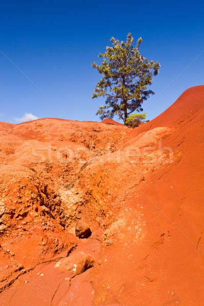 Foto stock: Bush · secar · rojo · rocas · arenisca · canón