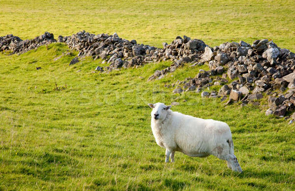 Welsh lamb in verdant meadow Stock photo © backyardproductions