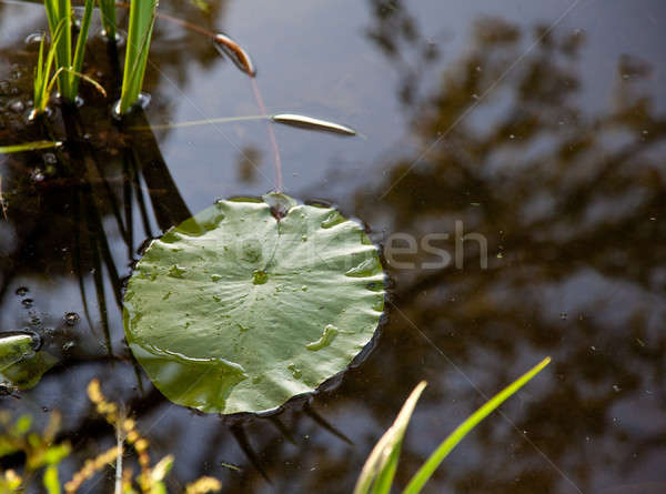 Lily leaf floating on water Stock photo © backyardproductions