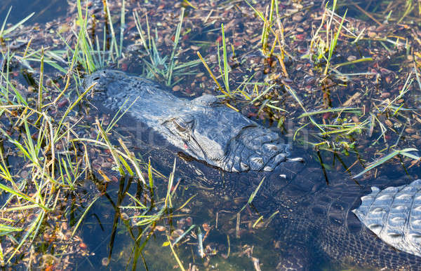 Aligator blisko shot parku Florida Zdjęcia stock © backyardproductions