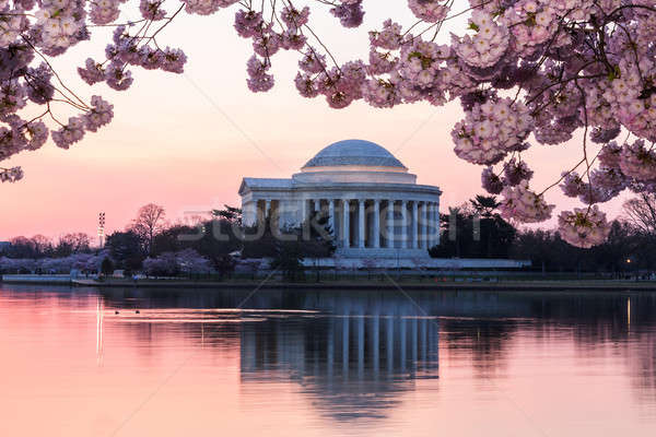 [[stock_photo]]: Cerisiers · en · fleurs · sunrise · aube · rose · japonais