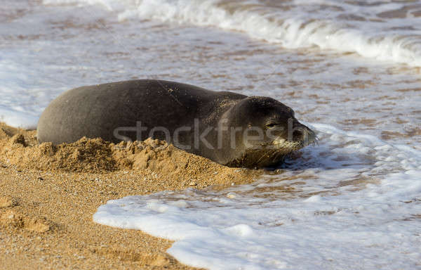Monk Seal on Tunnels beach Kauai Stock photo © backyardproductions