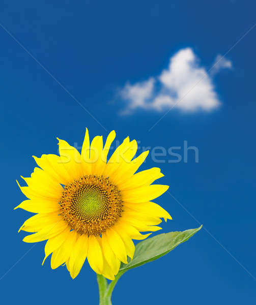 Stock photo: Single sunflower blossom against blue sky