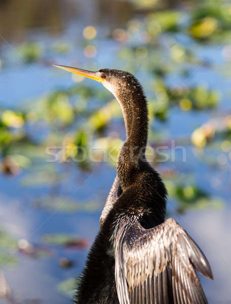 Anhinga bird drying its feathers in Everglades Stock photo © backyardproductions