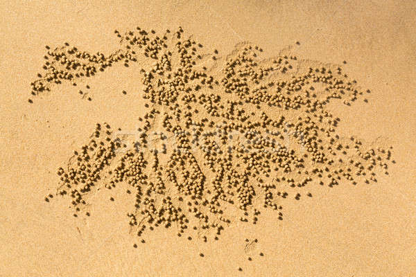 Patterns of small sand balls by Sand bubbler crab Stock photo © backyardproductions