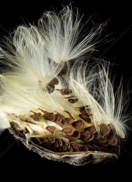 Macro photo of swamp milkweed seed pod Stock photo © backyardproductions