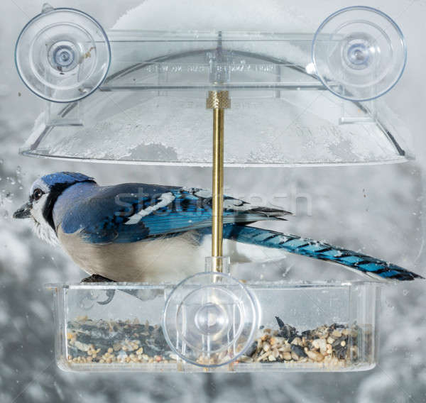 Сток-фото: синий · окна · птица · большой · прилагается · влажный
