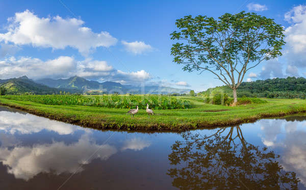 Panoramique vue vallée panorama champs oies [[stock_photo]] © backyardproductions