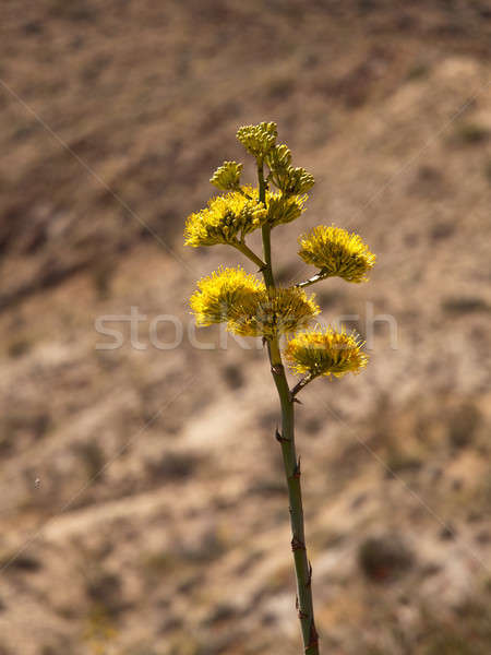 Century plants bloom in desert Stock photo © backyardproductions