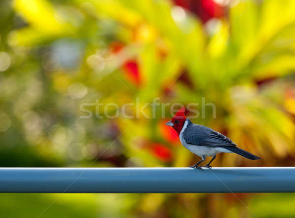 Red crested cardinal on fence in Kauai Stock photo © backyardproductions