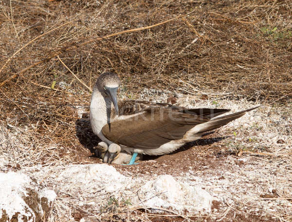 Curious blue footed booby seabird and chick Stock photo © backyardproductions