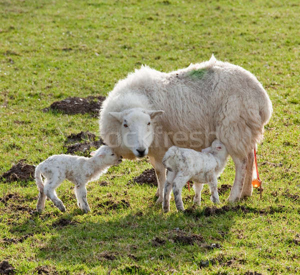 Foto stock: Nuevos · nacido · cordero · gemelos · madre · par