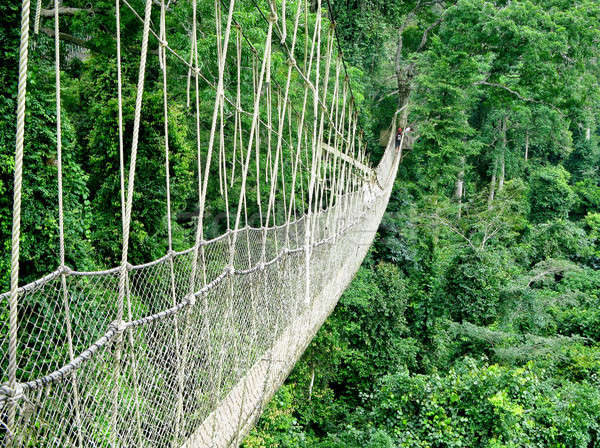 Rainforest halat Gana orman ağaçlar köprü Stok fotoğraf © backyardproductions