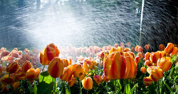 Tulpen Spray Garten Licht Wasser Blumen Stock foto © backyardproductions