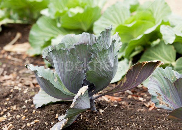 Cabbage in home garden Stock photo © backyardproductions