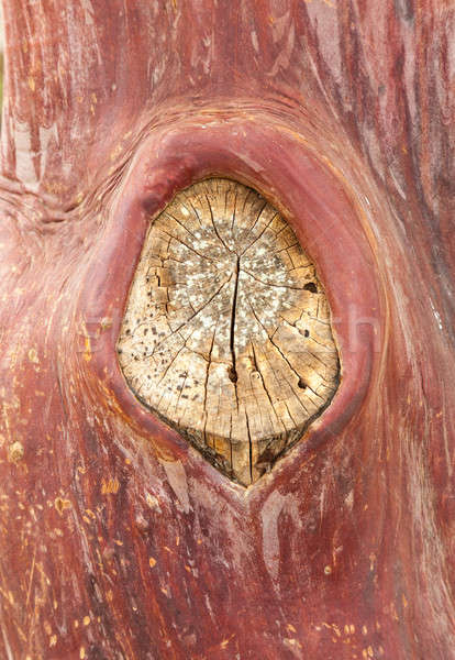 Textuur patroon schors boom shot Stockfoto © backyardproductions