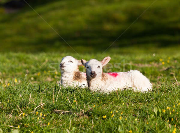 Pair of welsh lambs in meadow Stock photo © backyardproductions