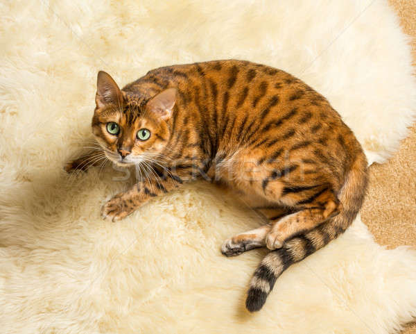 Pomarańczowy brązowy bengalski kot wełny dywan Zdjęcia stock © backyardproductions
