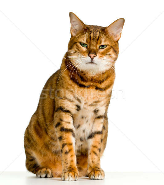 Cute Bengal kitten looks angry as it stares at the viewer Stock photo © backyardproductions