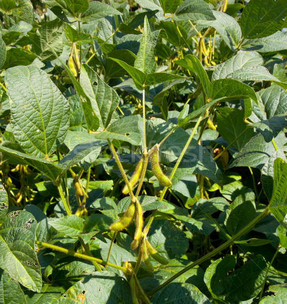 Soybean pods growing on farm for biodiesel Stock photo © backyardproductions