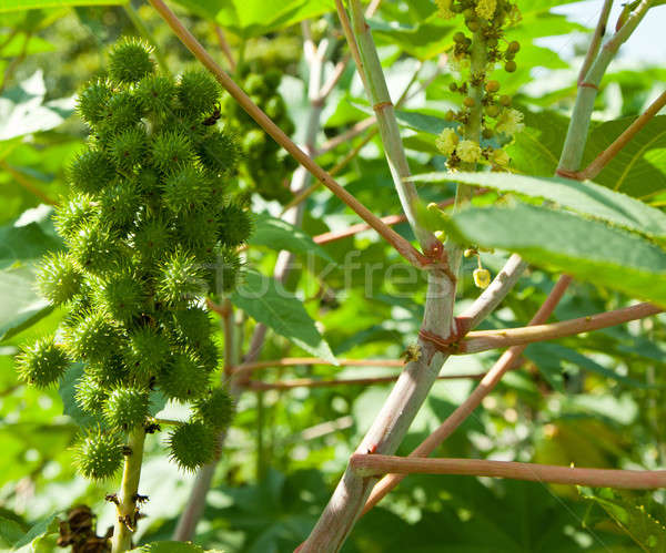 Bean Pflanzen benutzt bio Kraftstoff Ethanol Stock foto © backyardproductions