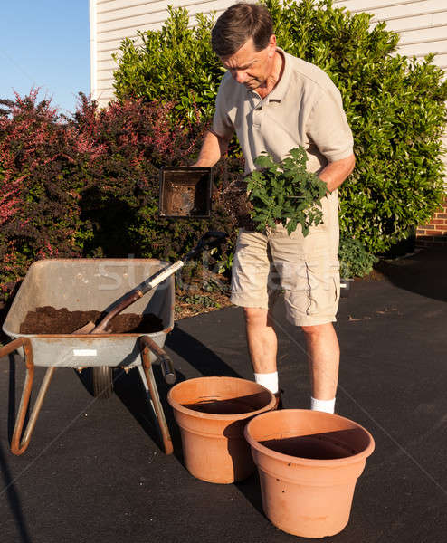 Senior man digging soil in wheelbarrow Stock photo © backyardproductions