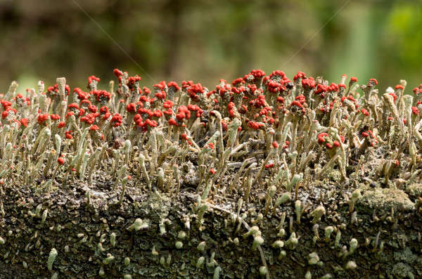 Cladonia cristatella or British Soldiers Lichen Stock photo © backyardproductions
