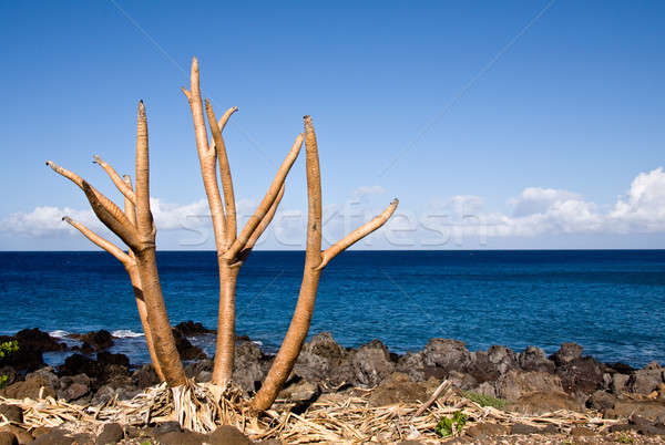 Nackt Baum Gliedmaßen Ozean Anlage Seite Stock foto © backyardproductions