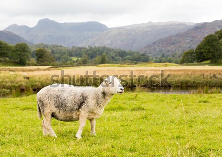 Sheep in front of Langdale Pikes in Lake District Stock photo © backyardproductions