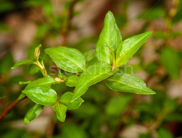 Makro kolendra herb roślin pozostawia deszcz Zdjęcia stock © backyardproductions