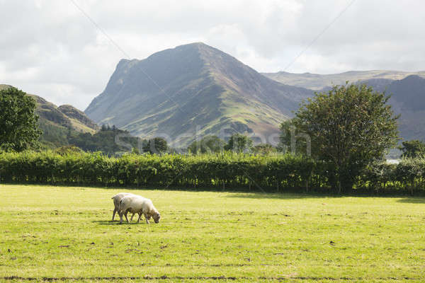 Sheep graze near Buttermere Lake District Stock photo © backyardproductions