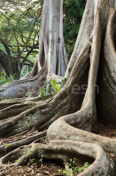 Moreton Bay Fig tree roots Stock photo © backyardproductions