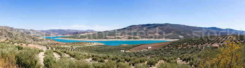 Olive trees around Lake Iznajar in Andalucia Stock photo © backyardproductions