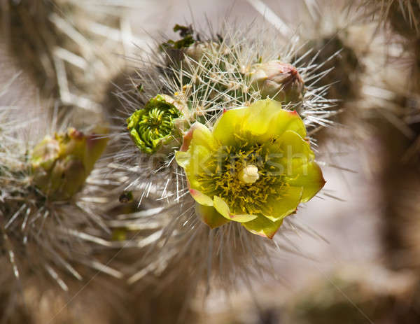 Barile cactus impianto deserto luminoso fiore giallo Foto d'archivio © backyardproductions