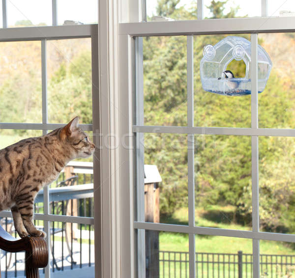 Cat watching bird on feeder Stock photo © backyardproductions