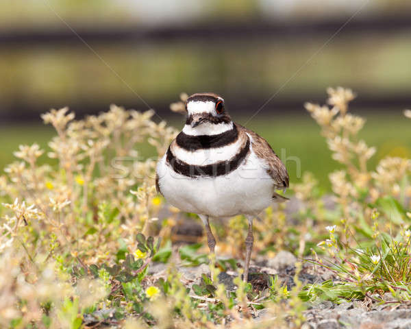 Killdeer bird defending its nest Stock photo © backyardproductions